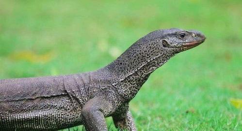 印度巨蜥爆料新闻最新版